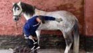 بالصور.. مداح العربي بطل الفروسية من آخر بياطير الجزائر