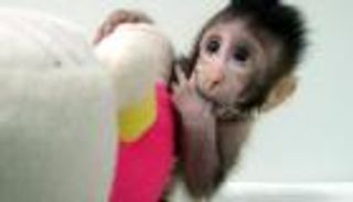 أول قرد مستنسخ في العالم يحتفل بعيد ميلاده الأول