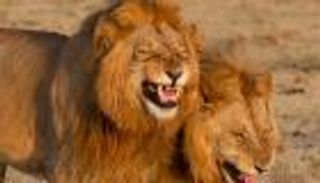 صورة لأسدين تثير الجدل عبر مواقع التواصل الاجتماعي