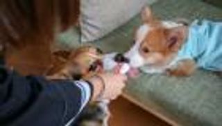 بالصور.. كلبان يتقاضيان 1440 دولارا راتبا شهريا