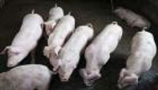 الصين ترصد بؤرة جديدة لحمى الخنازير الأفريقية في تيانجين