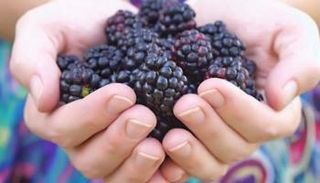 يحتوي التوت الأزرق على أعلى معدل مضدات الأكسدة - صورة أرشيفية