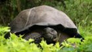 دراسة: تحديد عامل وراثي يمنح سلاحف جزر جالاباجوس عمرا طويلا