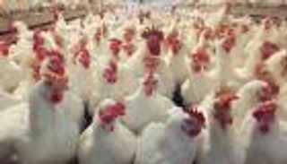 غلاء الغذاء يتفاقم في إيران وكيلو الدواجن بـ 120 ألف ريال