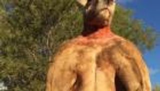 بالصور.. محمية أسترالية تعلن موت الكنغر مفتول العضلات