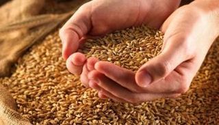بذور القمح
