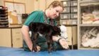 ليل بيل.. أصغر عجل في العالم بحجم القطة