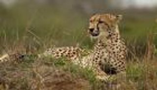 فهد يقتل راهبا في غابة 