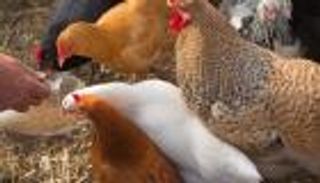 صادرات الدواجن البرازيلية تتراجع بسبب حظر تجاري