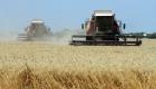 الأردن يشتري 60 ألف طن من علف الشعير في مناقصة