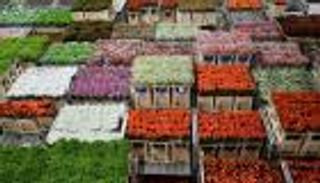 بالصور.. زهور هولندا تدفع ثمن خروج بريطانيا من الاتحاد الأوروبي