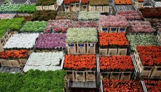 الزهور في هولندا 