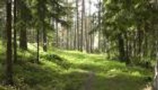 الأقمار الاصطناعية تواجه عمليات قطع الأشجار في الأمازون