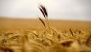 روسيا تسعى لتصدير القمح والحبوب إلى العراق