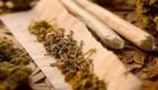 نيوزيلندا تجري استفتاء لتشريع الماريجوانا في الاستخدام الطبي