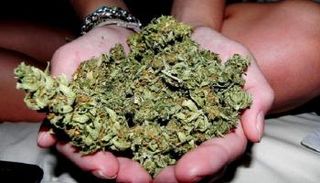 حاكم نيويورك يدعو لتشريع الماريجوانا لأغراض الترفيه - أرشيفية