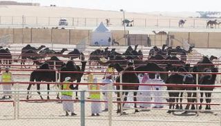 انطلاق مهرجان الظفرة للإبل في الإمارات