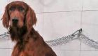 عائلة إيطالية تعرض مكافأة قدرها 5 آلاف يورو لمن يعثر على كلب الأسرة