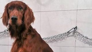 كلب الأسرة المفقود