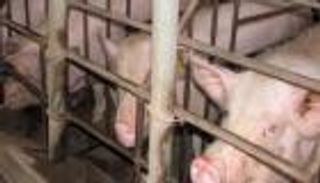 تفشي حمى الخنازير الأفريقية بجنوب الصين