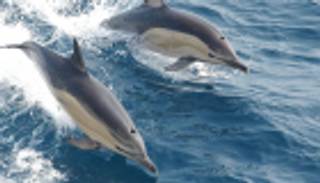 نفوق الدلافين بسبب تغير المناخ جنوب أستراليا