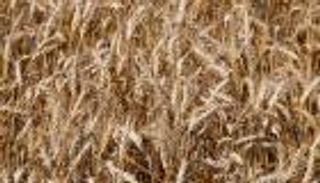 مصر تطرح مناقصة لشراء كمية غير محددة من القمح