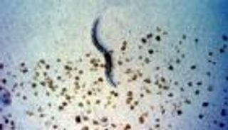 مجلة "ساينس": تحليل الحمض النووي في الخلايا "اكتشاف العام 2018"