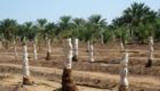 مصر تنشئ أكبر مزرعة تمور في العالم