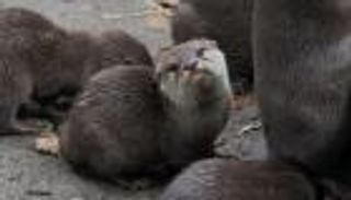 نفوق "إيدي" ثعلب الماء الشهير لاعب السلة