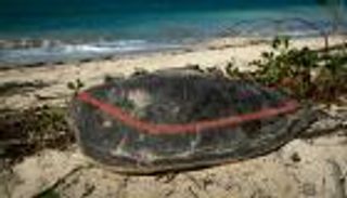 الصيد غير الشرعي يهدد حياة السلاحف البحرية في جزيرة مايوت الفرنسية