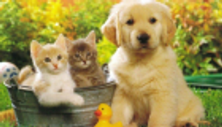 المملكة المتحدة تحظر بيع الكلاب والقطط الصغيرة