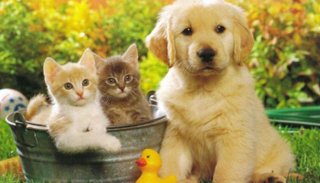 رحبت جمعيات الرفق بالحيوان بالقانون الجديد في بريطانيا