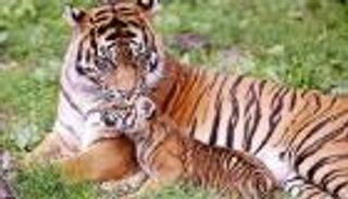 الصين تحفظ الحمض النووي لنمر مهدد بالانقراض في الفضاء