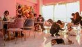 مقهى في شنغهاي مخصص لكلاب كورجي فقط