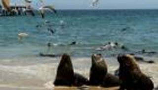 أسد البحر يحيل حياة الصيادين في تشيلي إلى كابوس