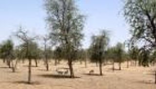 أبوظبي تقلل عدد أنواع الكائنات المهددة بالانقراض 25% في 4 أعوام