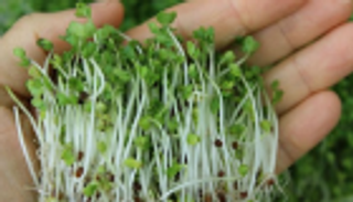 علماء اسكتلنديون يطورون دواء من براعم البروكلي لوقف خلل الأعصاب