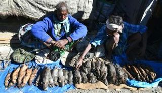 بيع الفئران بسوق كوماريكاتا في الهند