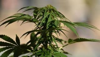 ترحيب بتشريع زراعة الماريجوانا في تايلاند