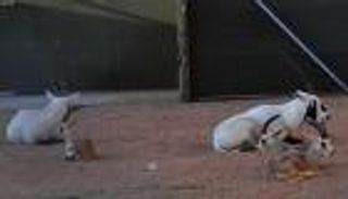 بالصور.. عرض نماذج حية من المها العربي والغزلان في مهرجان الجنادرية