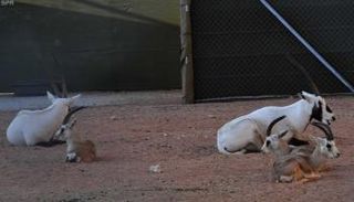 عرض نماذج من المها العربي والغزلان في مهرجان الجنادرية