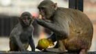 توقيف 6 فيتناميين أكلوا قردا خلال بث مباشر على "فيسبوك"