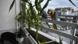 بالصور.. ببغاوات ملونة تزين شرفات العاصمة الفنزويلية