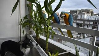 ببغاء من نوع آرا آراورانا على إحدى شرفات العاصمة الفنزويلية