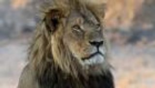 أسد يفترس عاملة نظافة في مركز للحياة البرية بأمريكا