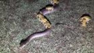 بالفيديو.. ضفادع تهرب من عاصفة بأستراليا على ظهر ثعبان