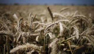 حقل قمح - أرشيف