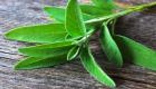 "الميرمية".. عُشبة الصحة والجمال 