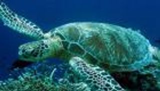 بالصور.. سلحفاة "تهاجر" إلى البر غرب الجزائر