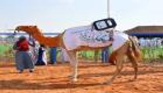 مهرجان "سلطان بن زايد التراثي" يختتم فعالياته بسويحان